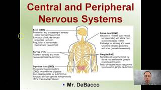 Central and Peripheral Nervous Systems