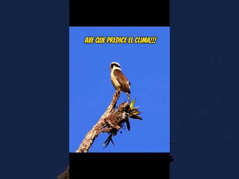#Ave que predice el clima: el halcón reidor, guax, guás, guaco o guaxe.