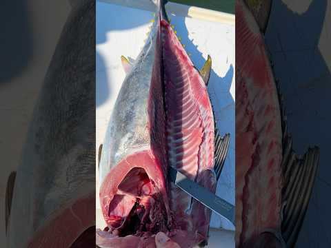 Stop WASTING Your Bluefin Tuna! #shorts #fishing
