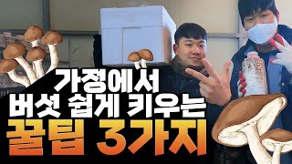 가정에서 버섯 쉽게 키우는 꿀팁 3가지!! 대방출 합니다! [JB가든센터_대림묘목농원]