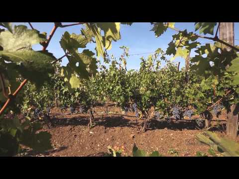 National video catalogue THIS IS BULGARIA - On the Road of Wine