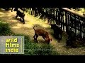 Homeless Dogs At Care Centre Kalimpong Animal Shelter