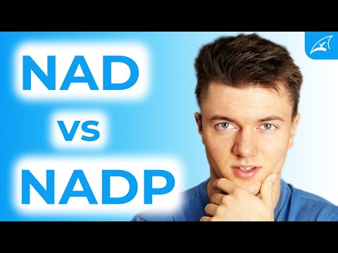 NAD and NADP - simply explained! // What's the difference?