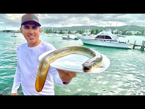 Wild Caught River Eel Catch Clean & Cook Island Style (How To Eels)