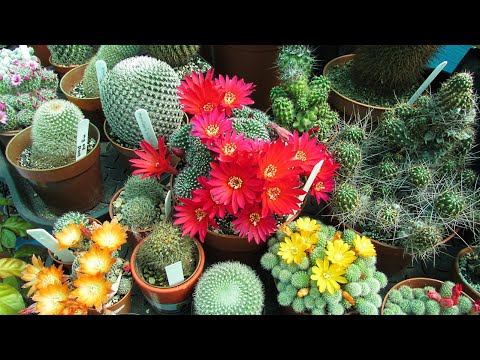 , title : 'Top 10 BEST Flowering Cactus Plants'