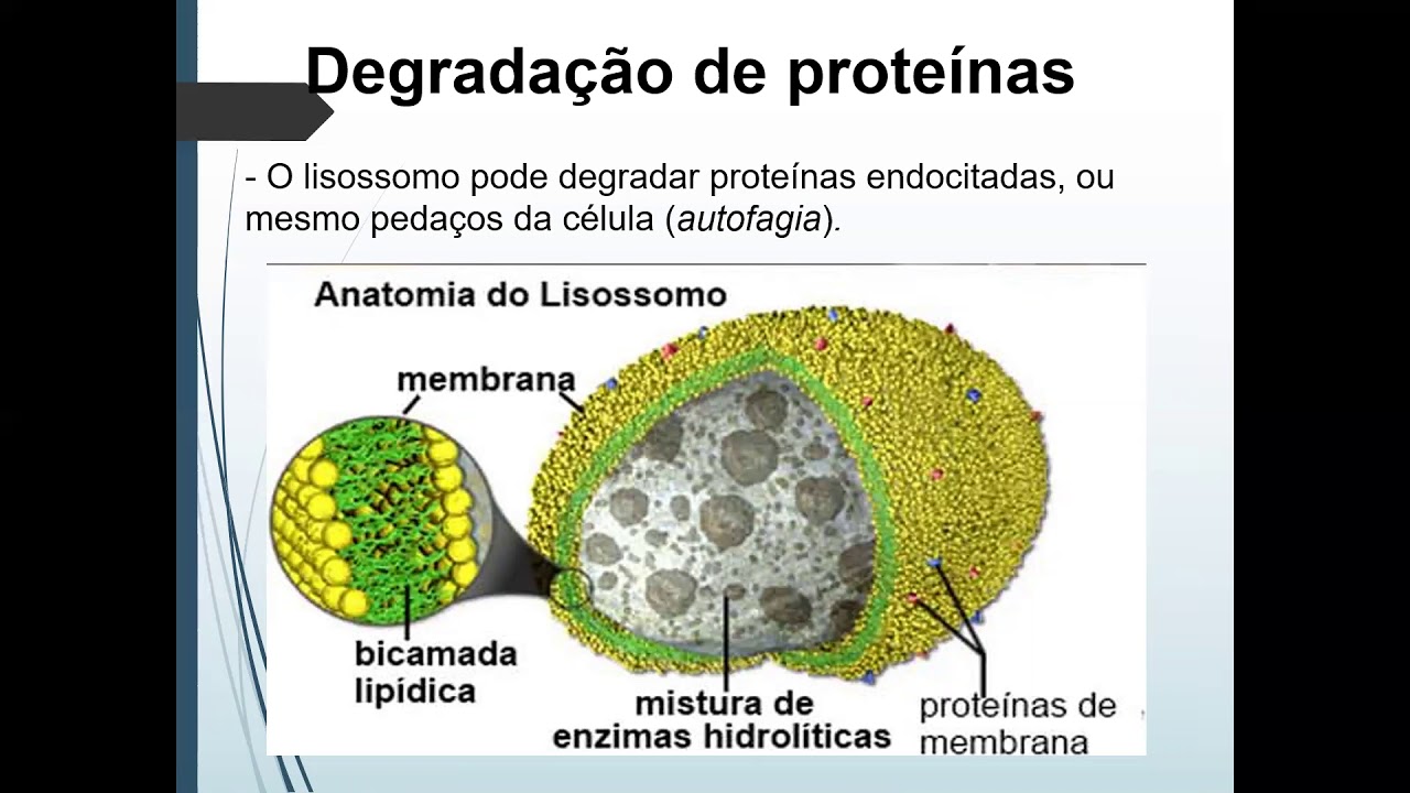 Degradação de proteinas e desativação de aminoácidos - parte 2 (ensino superior)