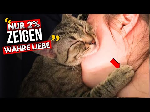 Nur SELTENE Katzen lieben WIRKLICH. Macht Ihrer DAS?  15 Anzeichen