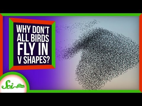 Why Don't All Birds Fly In V Formation?