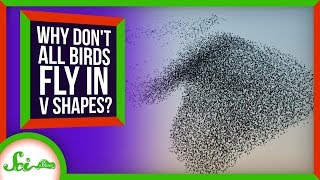 Why Don't All Birds Fly in V Shapes?