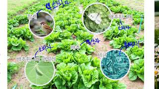 [초등과학 5-2 무료강의] 2. 생물과 환경 ② 생물 요소를 어떻게 분류할 수 있을까요?