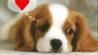 Yo te quiero - Marc Anthony