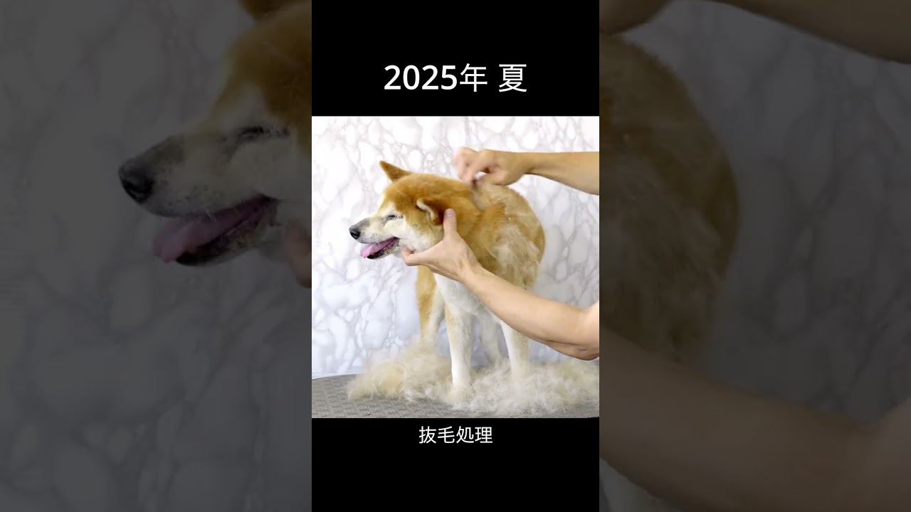2025年 夏 柴犬の抜毛処理