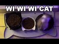 Wi Wi Wi Cat Song