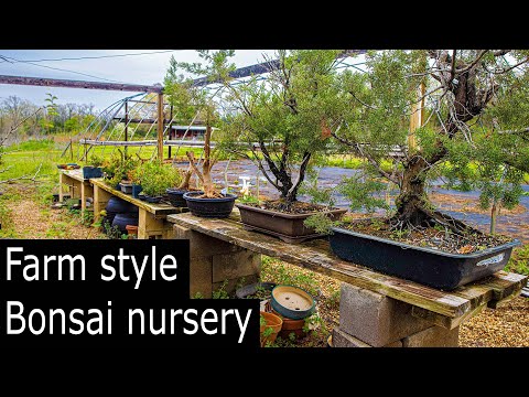 Farm Style Yamadori Bonsai nursey. I Dig It Bonsai, In Emory Texas