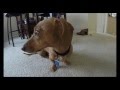 "Hot Dog!" by They Might Be Giants- Student Film