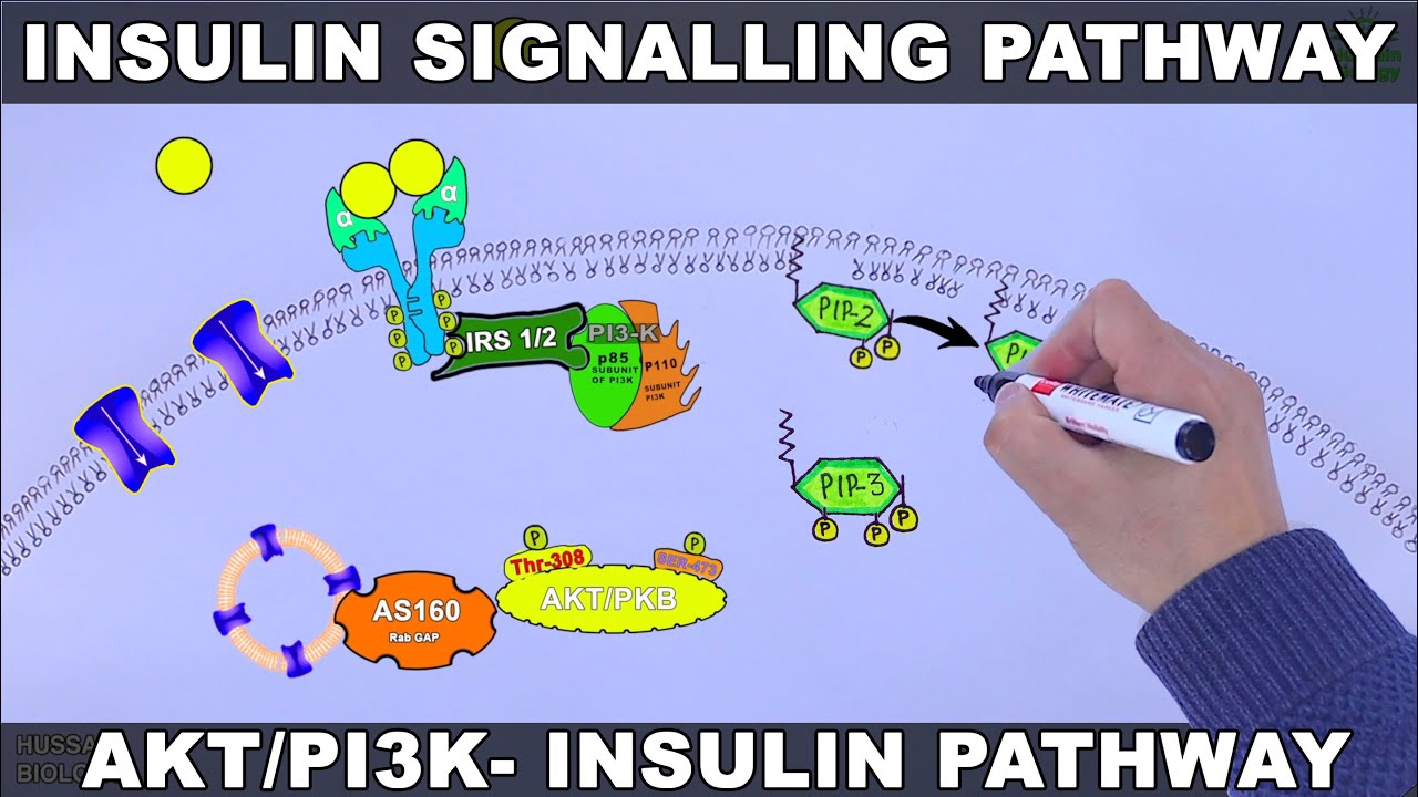 Insulin Signalling Pathway | AKT/PI3k Signalling Pathway