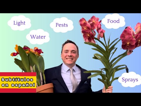 Orchid Care for Beginners: 6 Skills You Need to Master