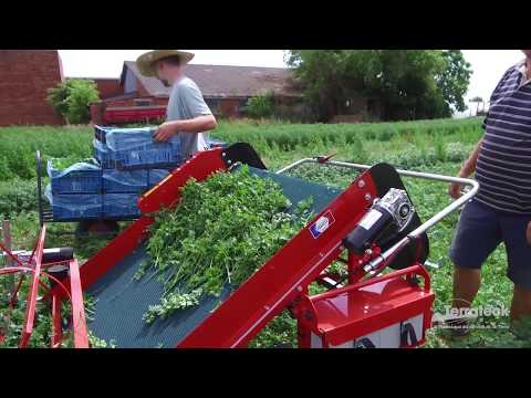 Levélzöldéség és aromanövény betakarító gép