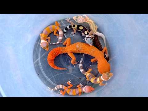 catching incredibly beautiful lizards, beautiful gecko, cute gecko, gecko reptile, colorful lizard