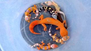 Download lagu catching incredibly beautiful lizards, beautiful gecko, cute gecko, gecko reptile, colorful lizard mp3 Download lagu catching incredibly beautiful lizards, beautiful gecko, cute gecko, gecko reptile, colorful lizard mp3