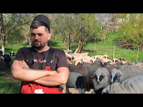 Oile lui Ionuț Pădurean din Sălaj .Cum își apără oile de șacalii localizați în zonă?