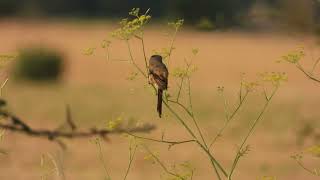 Download lagu Burung Cekakak Berekor Panjang (Lanius schach), Oxfordshire. mp3 Download lagu Burung Cekakak Berekor Panjang (Lanius schach), Oxfordshire. mp3