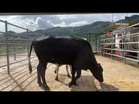 lote 39   puerto boyaca 683 kg
