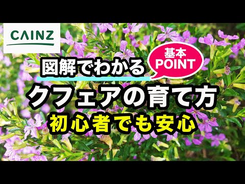 園芸 ハヤテ、クリストフィーヌ、チョーチョ