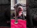 Pitbull Virsion