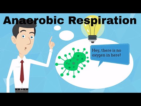 Anaerobic Respiration Fermentation