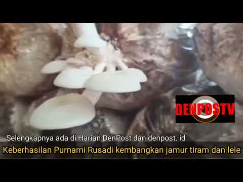 Keberhasilan Ni Wayan Purnami Rusadi kembangkan jamur dan lele di Peguyangan Kaja)