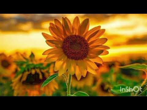 Negativ&Versuri - Când încercarea vine-n viață(Naomi Magda |Gabriel Gorgea&prietenii)