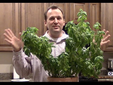 How to grow basil so it