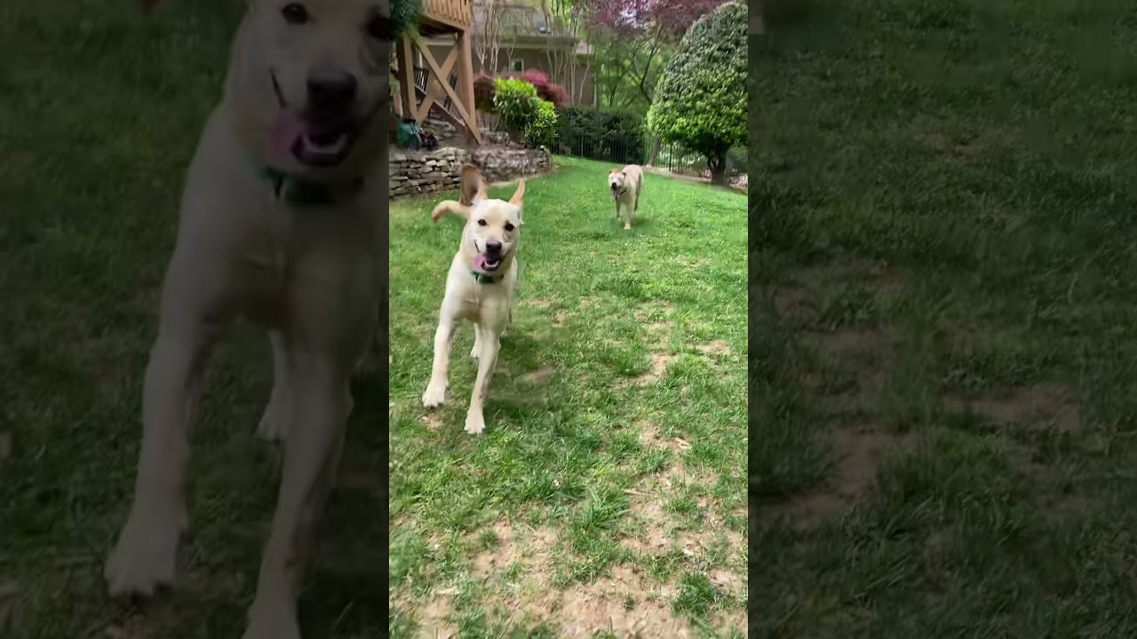 Ellie -  Peak Lab Rescue