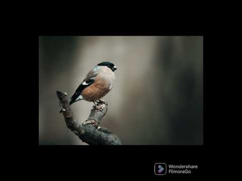 Jimenez Lara Jose Diego 2 A Programacion