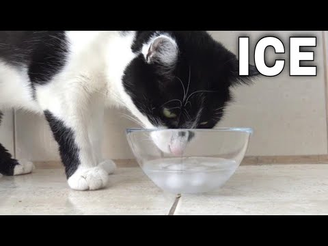 Ice cubes for my cats.