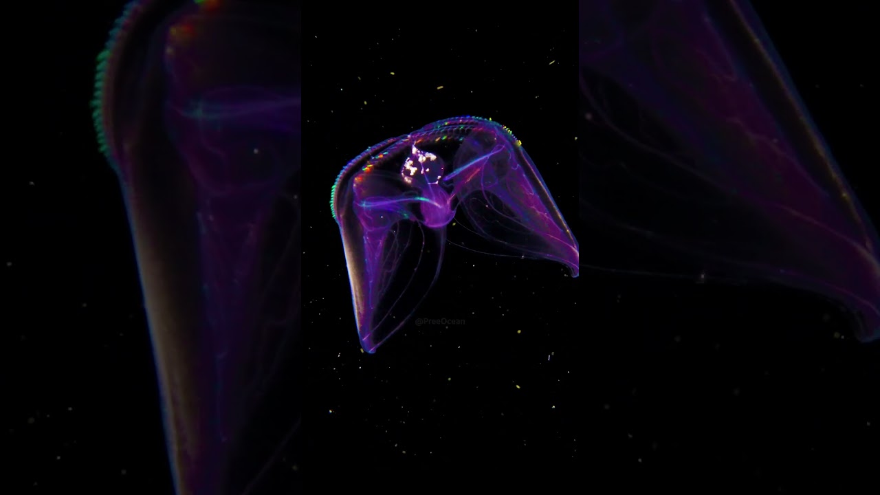 Winged Comb Jelly Locomotion and Ctenophore Biology
