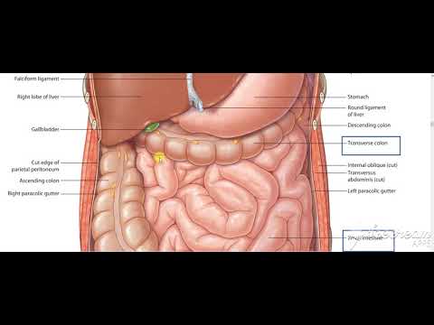 Pancreas head relations 2