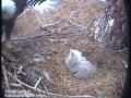 Tragedy in the Hornby Island Bald Eagle Nest 