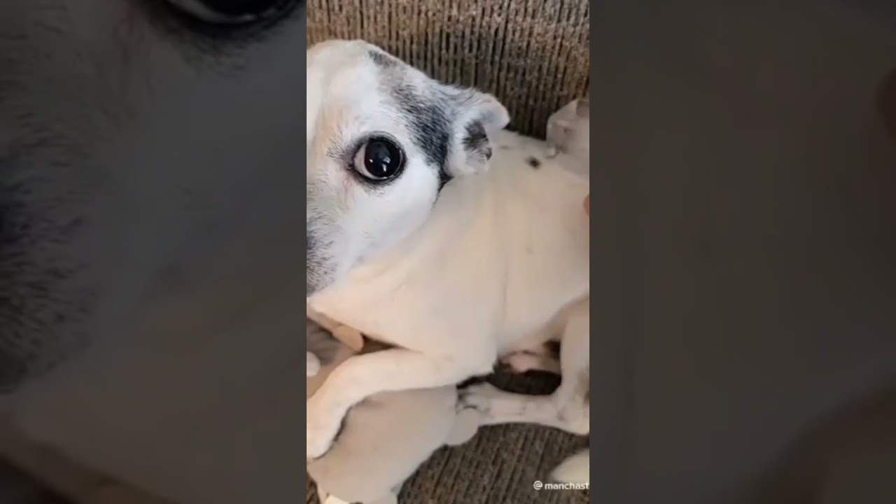 Put an ice cube on your dog to see their reaction #shorts