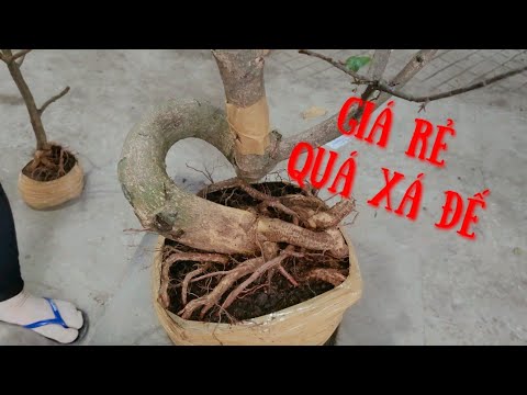 5/4 mai vàng giá rẻ ace ơi nhanh tay sở hữu nhé 0857703620 Vân #bonsainguyennhan