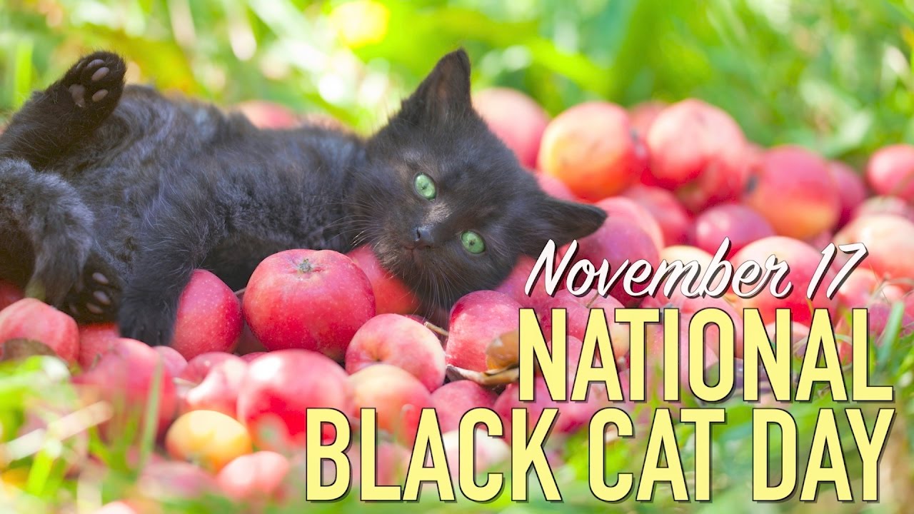 Why Black Cats are GOOD LUCK