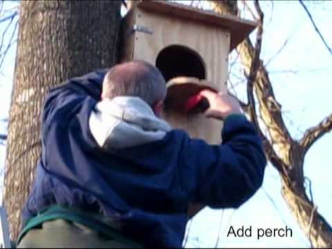 Barred Owl Nest Box Build