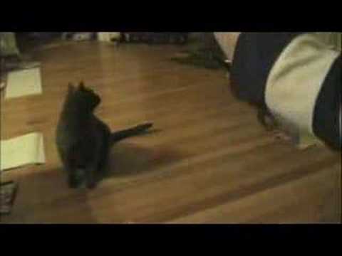 Fat Cat pwns Window Cat