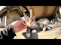 猫島の神社に行ったら、三毛猫の巫女さんがお出迎えしてくれた