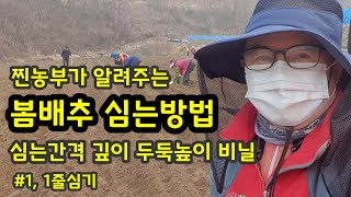 봄배추심기 1줄 심는방법 간격 깊이 넓이 사용비닐 상세 [봄배추재배기술]