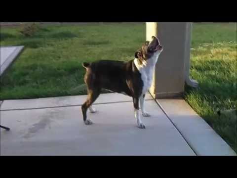 Meet Our Boxer, Jewels Video