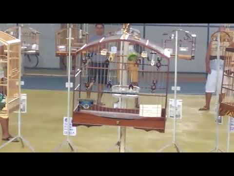 Coleiro Matuto no torneio de Teixeira de Freitas..