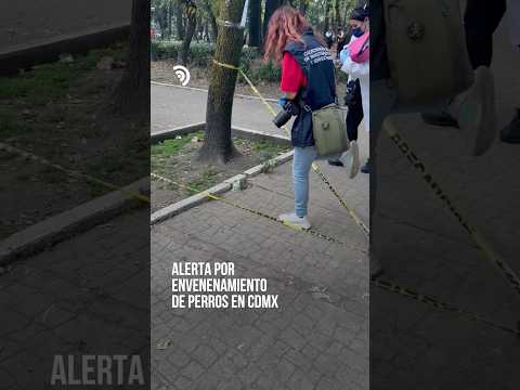 Un paseo terminó en tragedia para varios perros en CDMX 🐾 💔