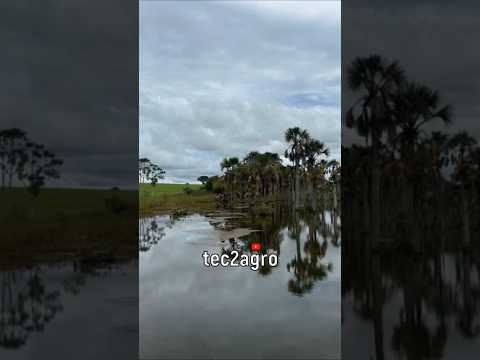 🌱 91 ALQUEIRES EM PIRACANJUBA